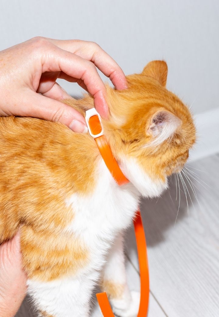 Preventing Parasites: Fleas, Ticks, and Worms
